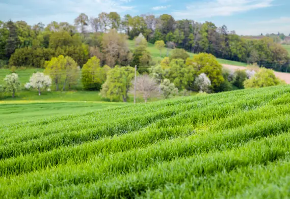 loma de la costa del cereal