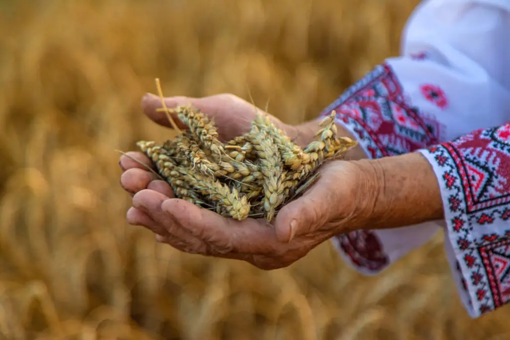 trigo de la tierra